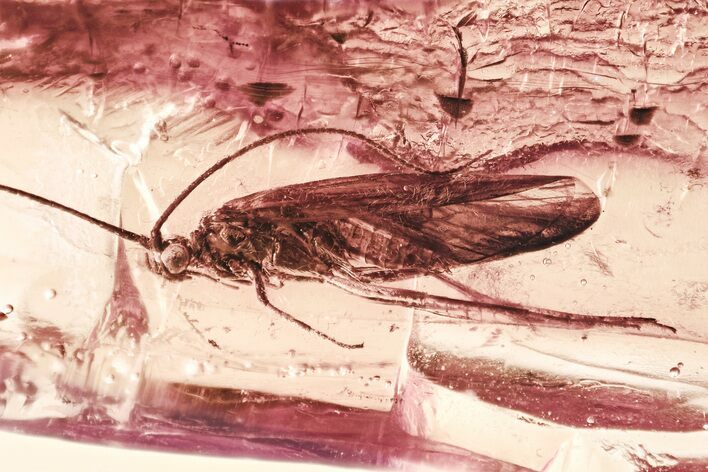 Detailed Fossil Caddisfly (Trichoptera) In Baltic Amber #325341